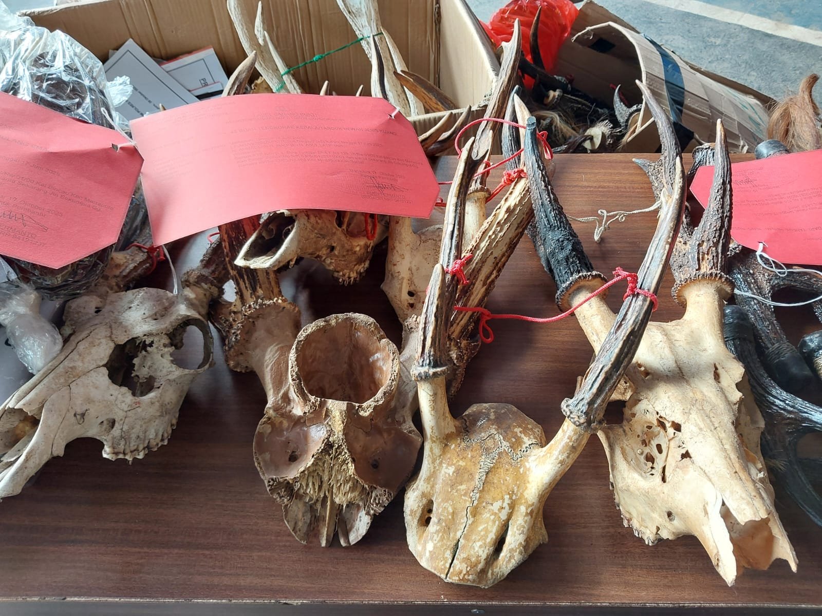 Jual Ribuan Rangka Satwa Dilindungi, Pemilik Toko di Pasar CBS Martapura Jadi Tersangka