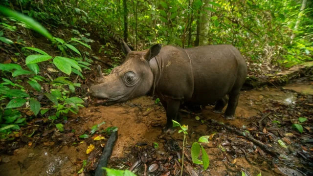 Nestapa Dua Betina Badak Kalimantan Terakhir di Ambang Kepunahan