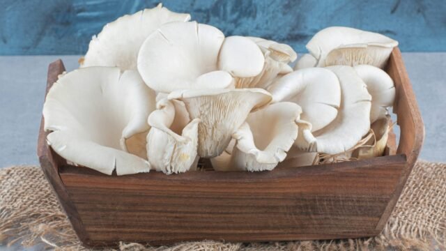 Manfaat Jamur Tiram untuk Stamina saat Berpuasa