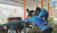 120 Sapi Kurban di Cindai Alus Jalani Pemeriksaan Kesehatan