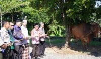 Bernama Rozak dan Berbobot 960 Kg, Ini Sapi Kurban Pilihan Presiden di Martapura Kalsel