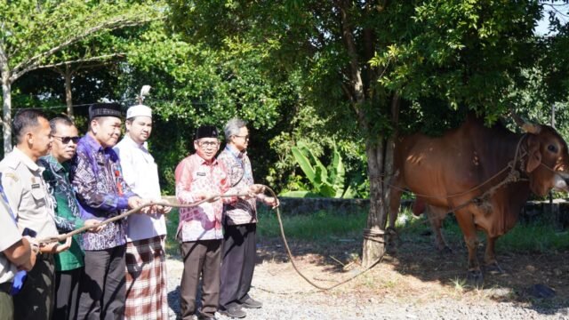 Bernama Rozak dan Berbobot 960 Kg, Ini Sapi Kurban Pilihan Presiden di Martapura Kalsel