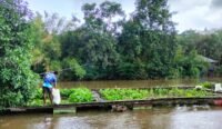 Data Panen Ikan di Kabupaten Banjar Paruh Pertama 2026
