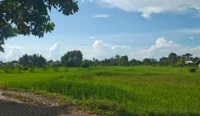 Antisipasi Alih Fungsi Lahan, Kabupaten Banjar Kunci 44 Ribu Lebih Hektare Sawah